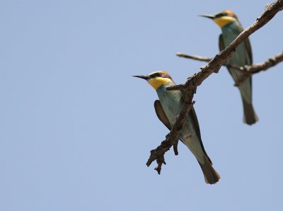 Bitare [European Bee-eater] (IMG_0181-biatare.jpg
