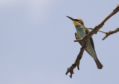 Bitare [European Bee-eater] (IMG_0191)
