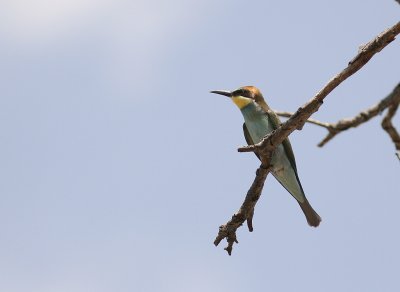 Bitare [European Bee-eater] (IMG_0192)