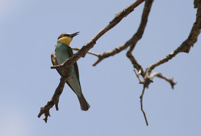Bitare [European Bee-eater] (IMG_0198)