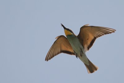 Bitare [European Bee-eater] (IMG_0213)