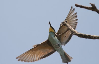 Bitare [European Bee-eater] (IMG_0215)