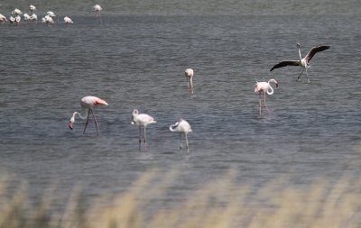 Strre flamingo [Greater flamingo] (IMG_0237)