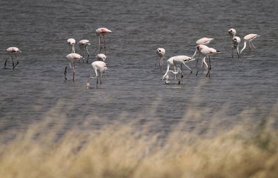 Strre flamingo [Greater flamingo] (IMG_0239)