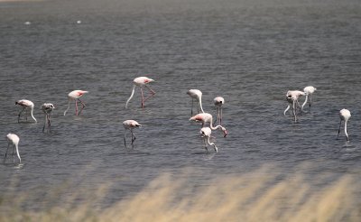 Strre flamingo [Greater flamingo] (IMG_0245)
