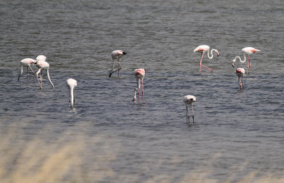 Strre flamingo [Greater flamingo] (IMG_0246)