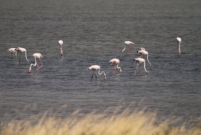 Strre flamingo [Greater flamingo] (IMG_0252)