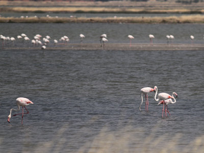 Strre flamingo [Greater flamingo] (IMG_0258)