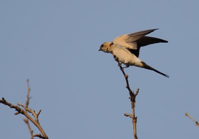 Rostgumpsvala [Red-rumped Swallow] (IMG_0323)