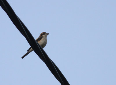 Rdhuvad trnskata [Woodchat Shrike] (IRdhuvad trnskata [Woodchat Shrike] (IMG_0424)