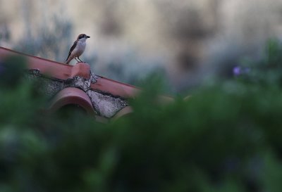 Rdhuvad trnskata [Woodchat Shrike] (IRdhuvad trnskata [Woodchat Shrike] (IMG_0467)