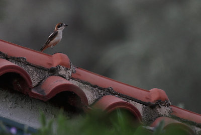 Rdhuvad trnskata [Woodchat Shrike] (IRdhuvad trnskata [Woodchat Shrike] (IMG_0473)