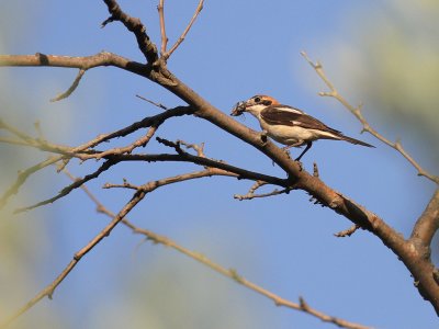 Rdhuvad trnskata [Woodchat Shrike] (IMG_0531)
