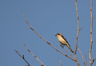 Rdhuvad trnskata [Woodchat Shrike] (IMG_0561)