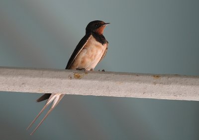 Ladusvala [Barn Swallow] (IMG_0631)