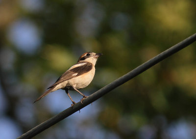 Rdhuvad trnskata [Woodchat Shrike] (IMG_0752)