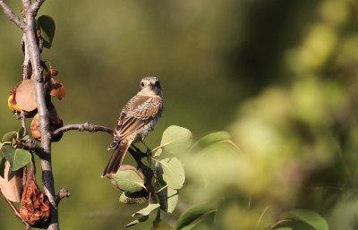 Rdhuvad trnskata [Woodchat Shrike] (IMG_0794)