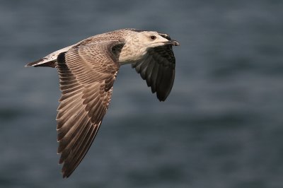 Medelhavstrut [Yellow-legged Gull] (IMG_0847)