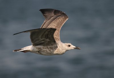 Medelhavstrut [Yellow-legged Gull] (IMG_0848)