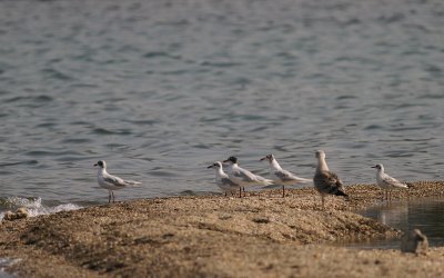 Svarthuvad ms [Mediterranean Gull] (IMG_0851)