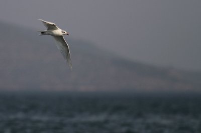 Svarthuvad ms [Mediterranean Gull] (IMG_0875)