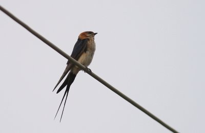 Rostgumpsvala [Red-rumped Swallow] (IMG_1162)