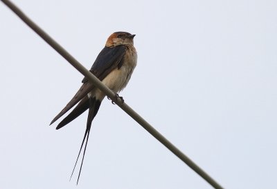 Rostgumpsvala [Red-rumped Swallow] (IMG_1173)