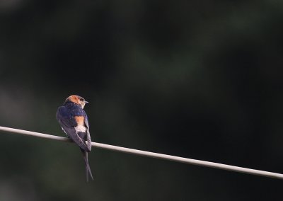 Rostgumpsvala [Red-rumped Swallow] (IMG_1216)