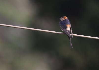 Rostgumpsvala [Red-rumped Swallow] (IMG_1222)
