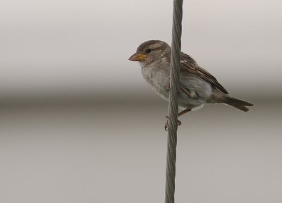 Grsparv [House Sparrow] (IMG_9723)