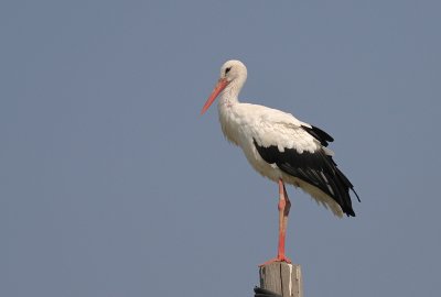 Vit stork [White Stork] (IMG_9794)