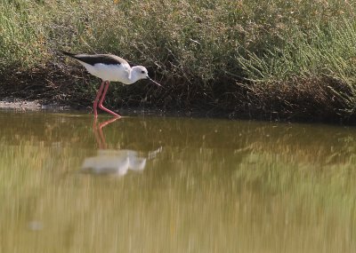 Styltlpare [Black-winged Stilt] (IMG_9914)