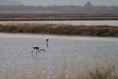Strre flamingo [Greater flamingo] (IMG_9947)