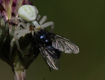 Blomkrabbspindel (IMG_0120)