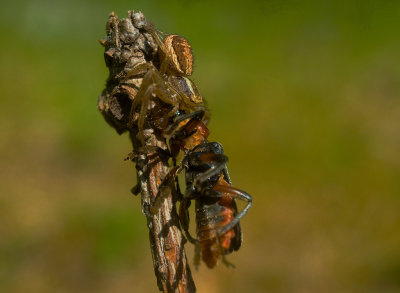 Allmn krabbspindel (IMG_8245)