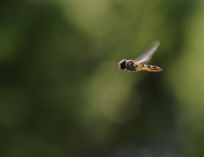 Flyttblomfluga (IMG_1546)