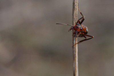 Stackmyra (IMG_2063)