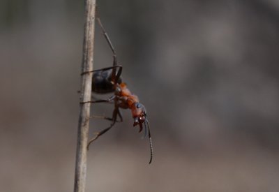 Stackmyra (IMG_2089)