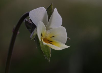 kerviol (IMG_6526)