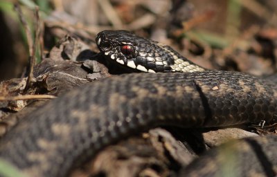 Huggorm [European viper] (IMG_0969)