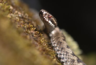 Huggorm [European viper] (IMG_1002)