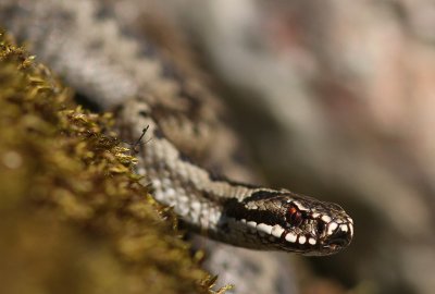 Huggorm [European viper] (IMG_1031)
