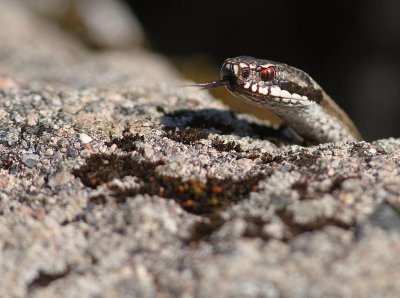 Huggorm [European viper] (IMG_1069)