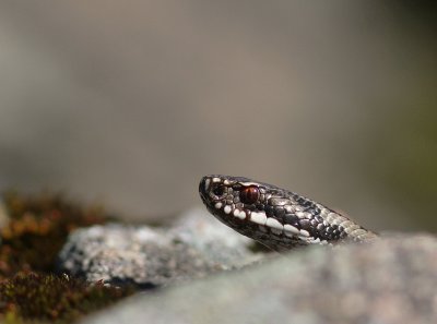 Huggorm [European viper] (IMG_1088)