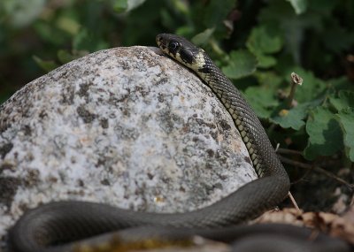 Snok [Grass Snake] (IMG_3375)