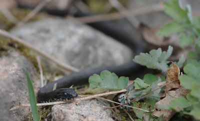 Snok [Grass Snake] (IMG_3386)