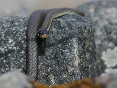 Snok [Grass Snake] (IMG_3420)