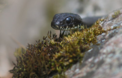 Snok [Grass Snake] (IMG_3434)
