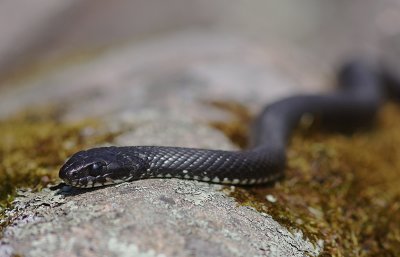 Snok [Grass Snake] (IMG_3471)