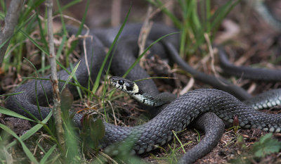 Snok [Grass Snake] (IMG_3508)